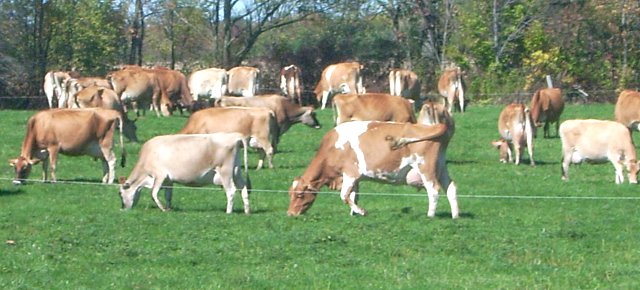 cows on pasture.640