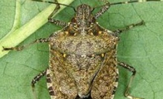 stink bug stink bug