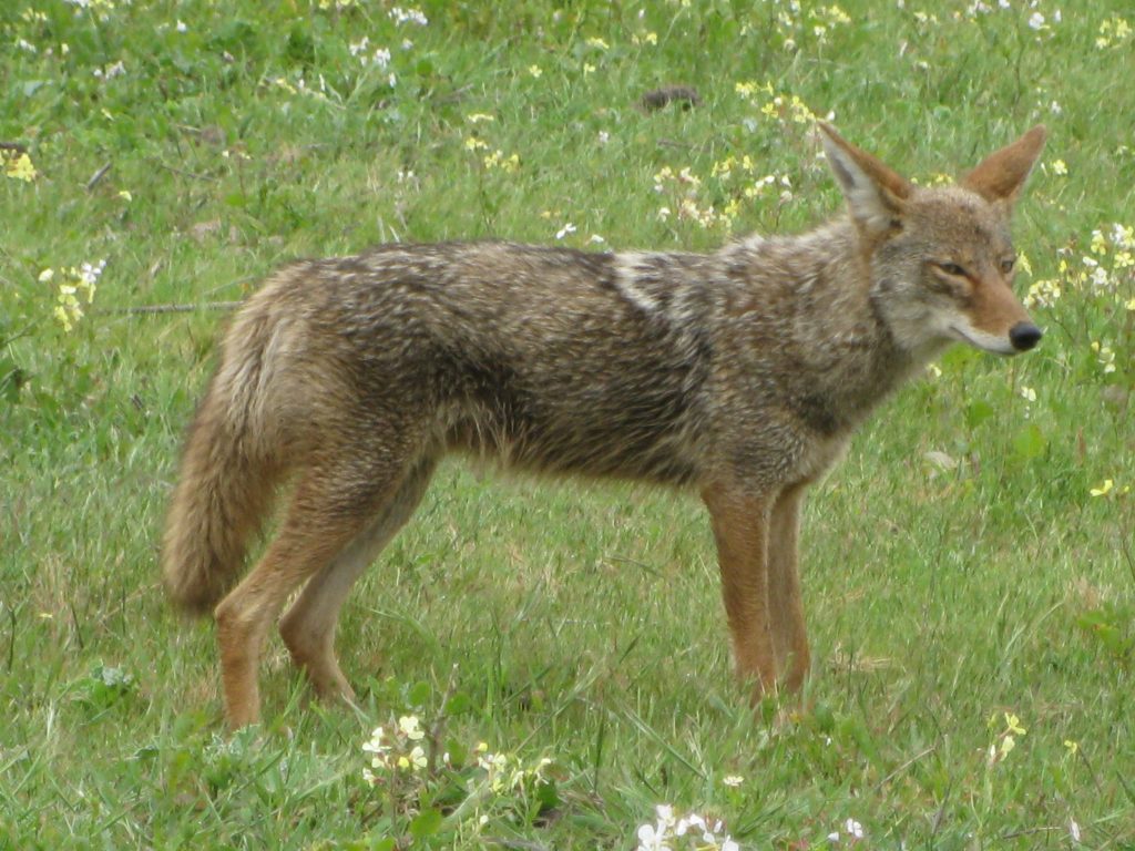 a coyote standing in the grass.