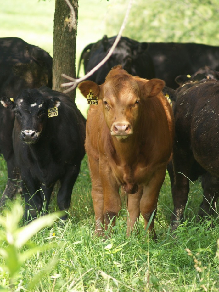 beef cattle Carrollton feeder calves