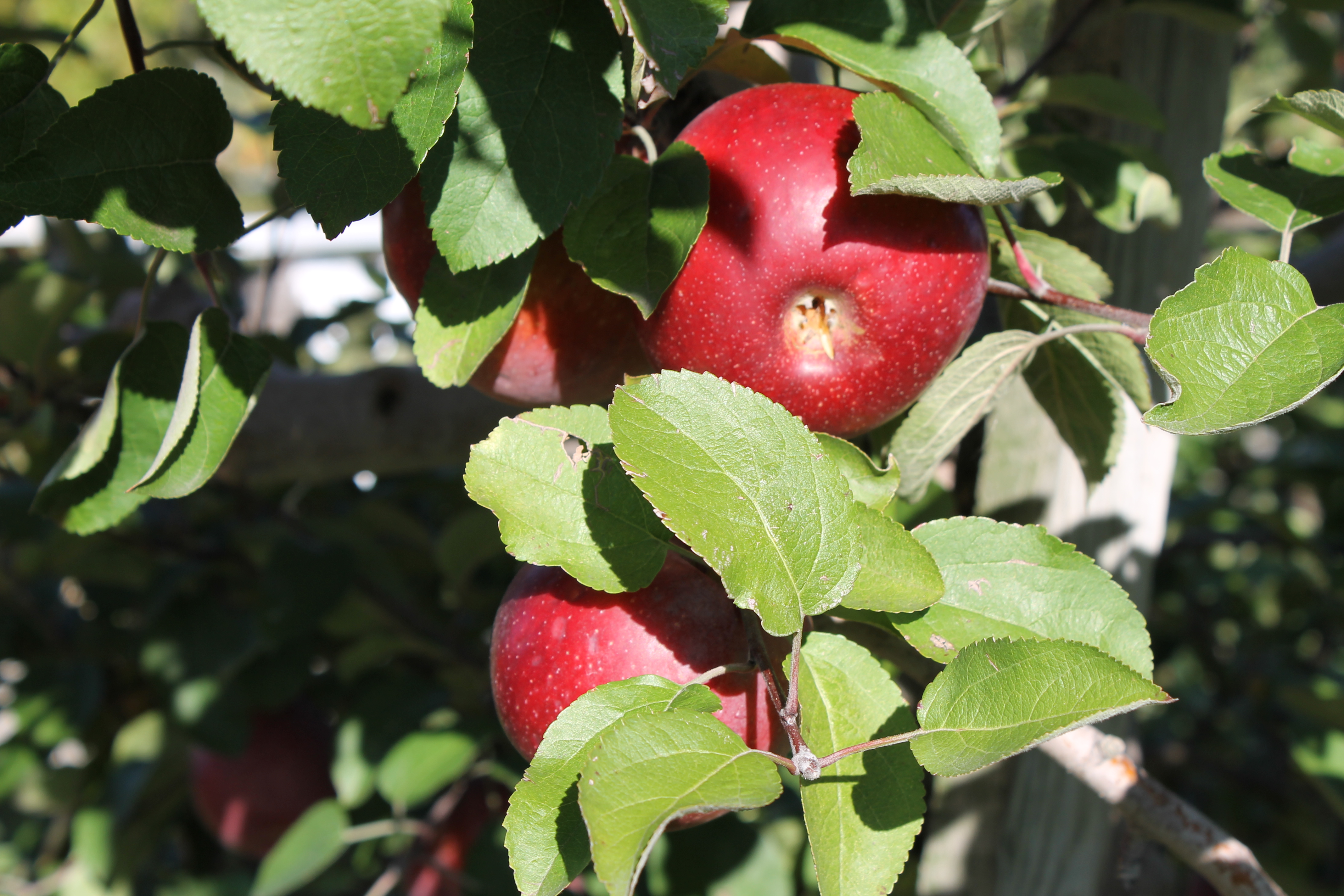 Ohio apples