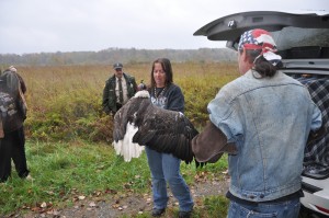 bald eagle rehabilitated bald eagle