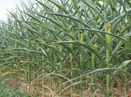 Corn during drought 2012
