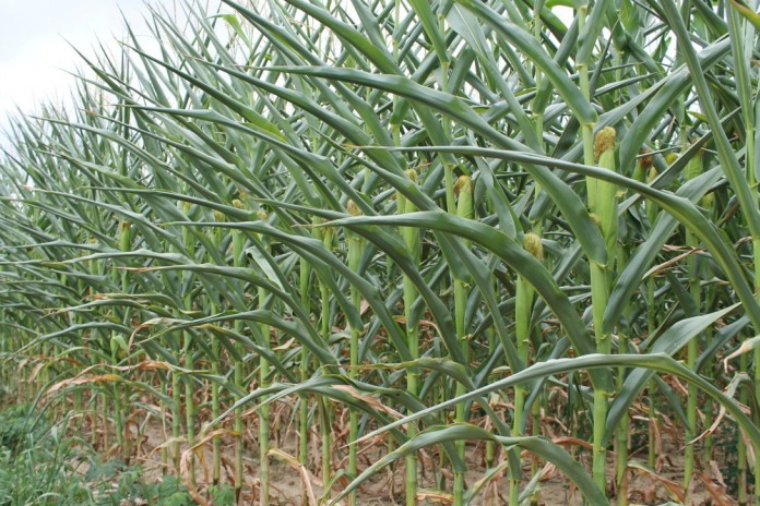 Corn during drought 2012 Corn during drought 2012