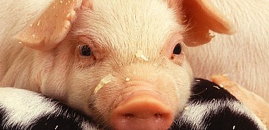 pork power.large