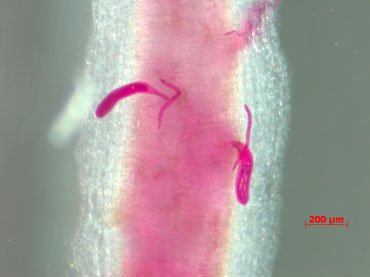 Soybean Nematode