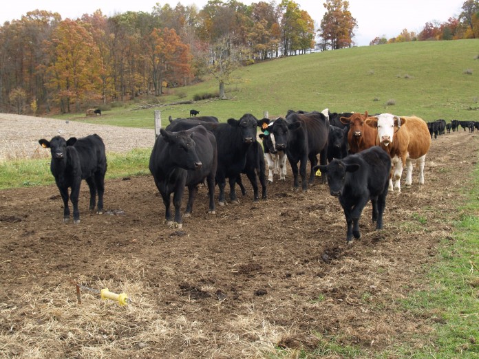 Beef herd Photo of a beef herd