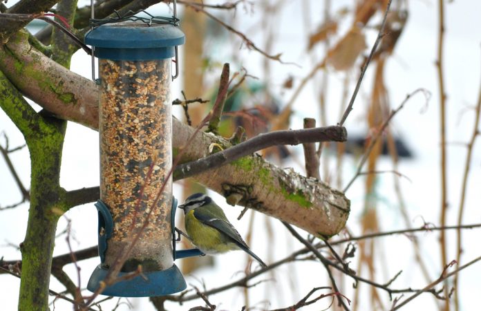 bird feeder bird feeder hanging in tree during winter