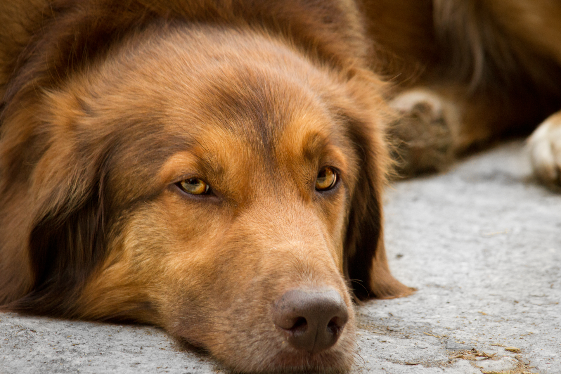 brown dog
