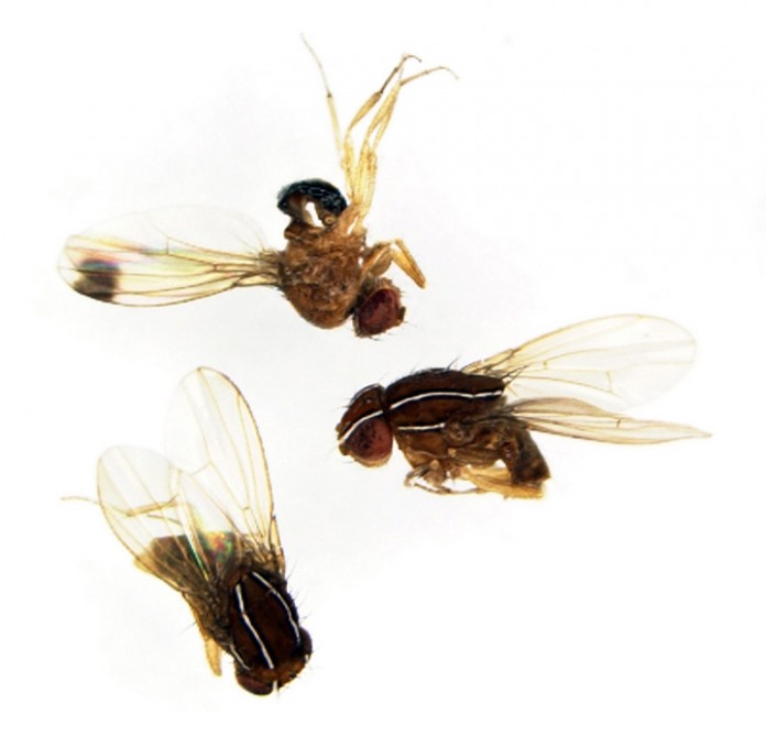 fig fly