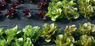 Organic crop plots