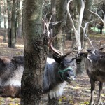 reindeer