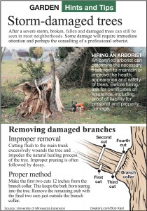 storm-damaged trees tree infographic