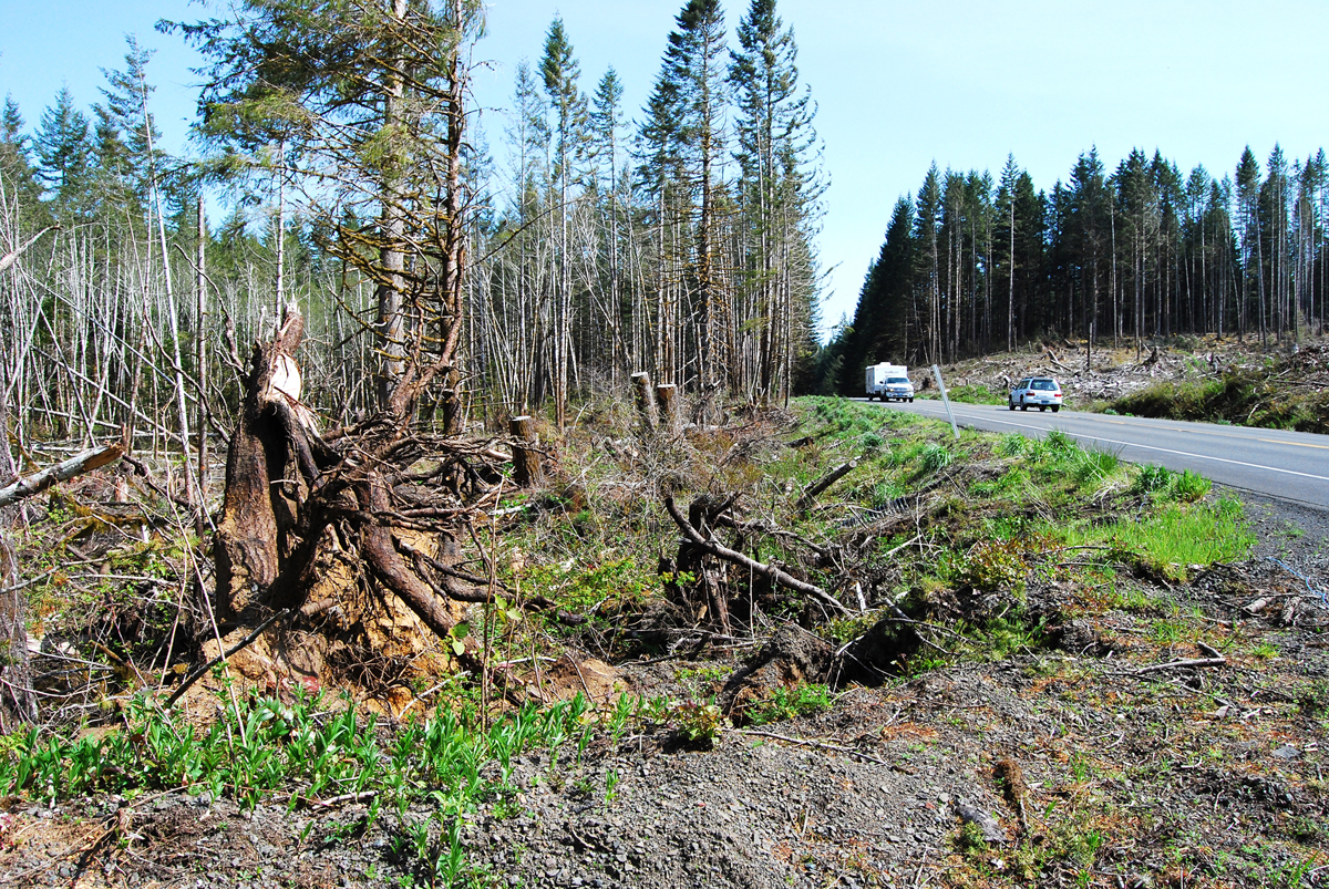 tree damage