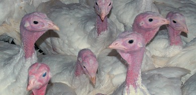 turkey farm