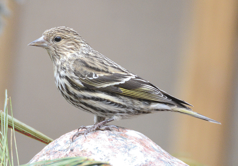 winter finches