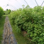 high tunnel