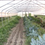 high tunnel.swope.3.JPG