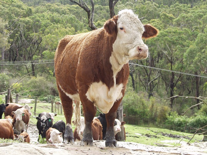 Livestock Photo of several cows