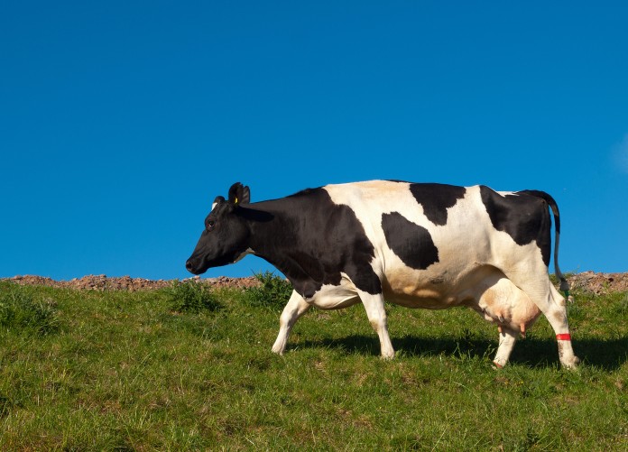Cow and blue sky photo of a cow and blue sky