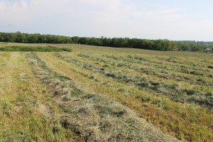 forages