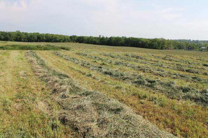 forages forages
