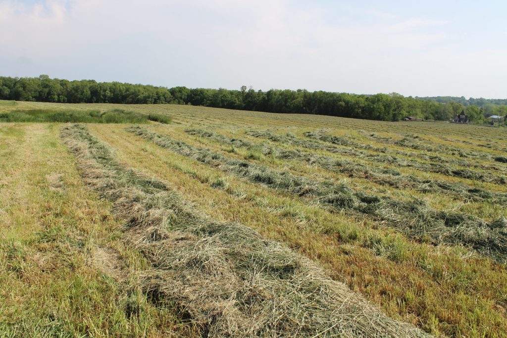 forages