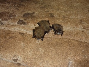 white-nose syndrom.bat