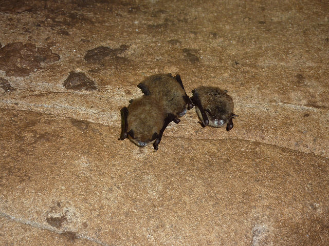 white-nose syndrom.bat