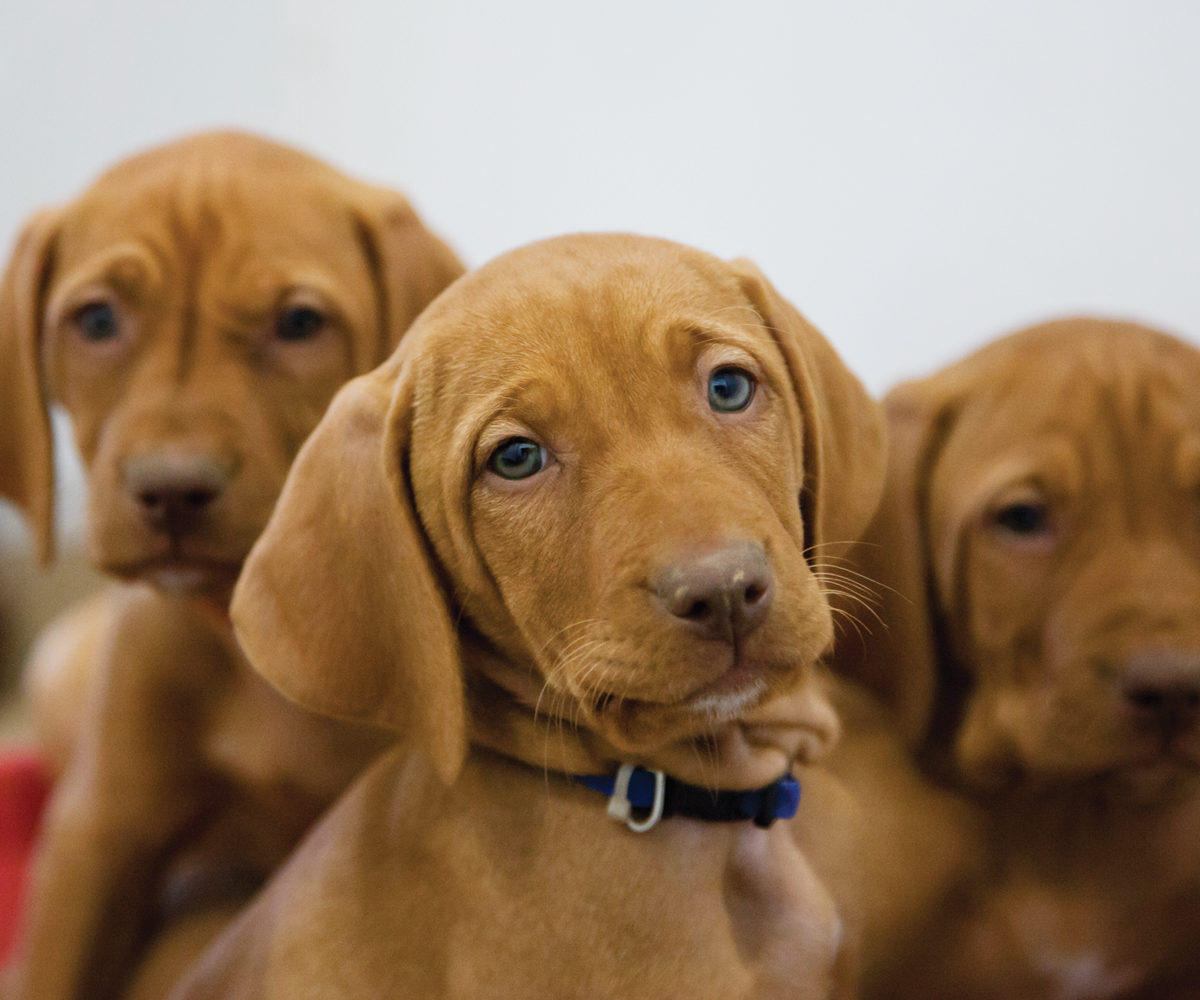 photo of puppies