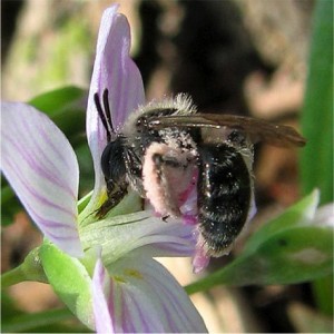 Claytonia Virginica