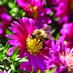 beeonflower