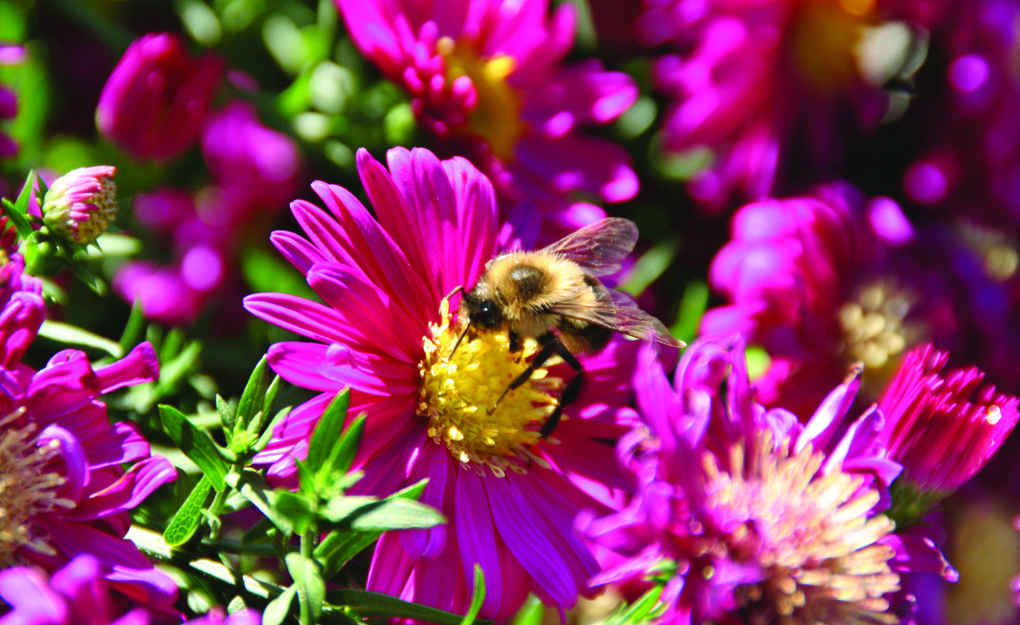 be on flower