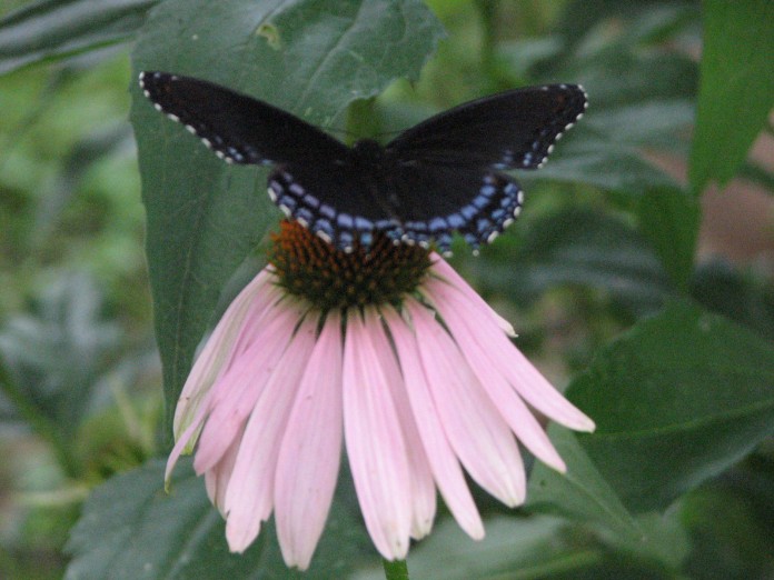 Butterfly, Montgomery