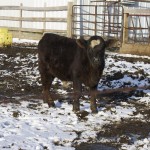 ohio beef expo1