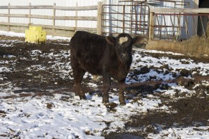 ohio beef expo1