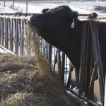 ohio beef expo3