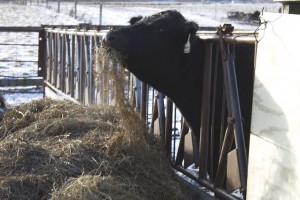 ohio beef expo3