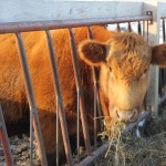 ohio beef expo7