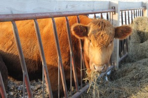 ohio beef expo7