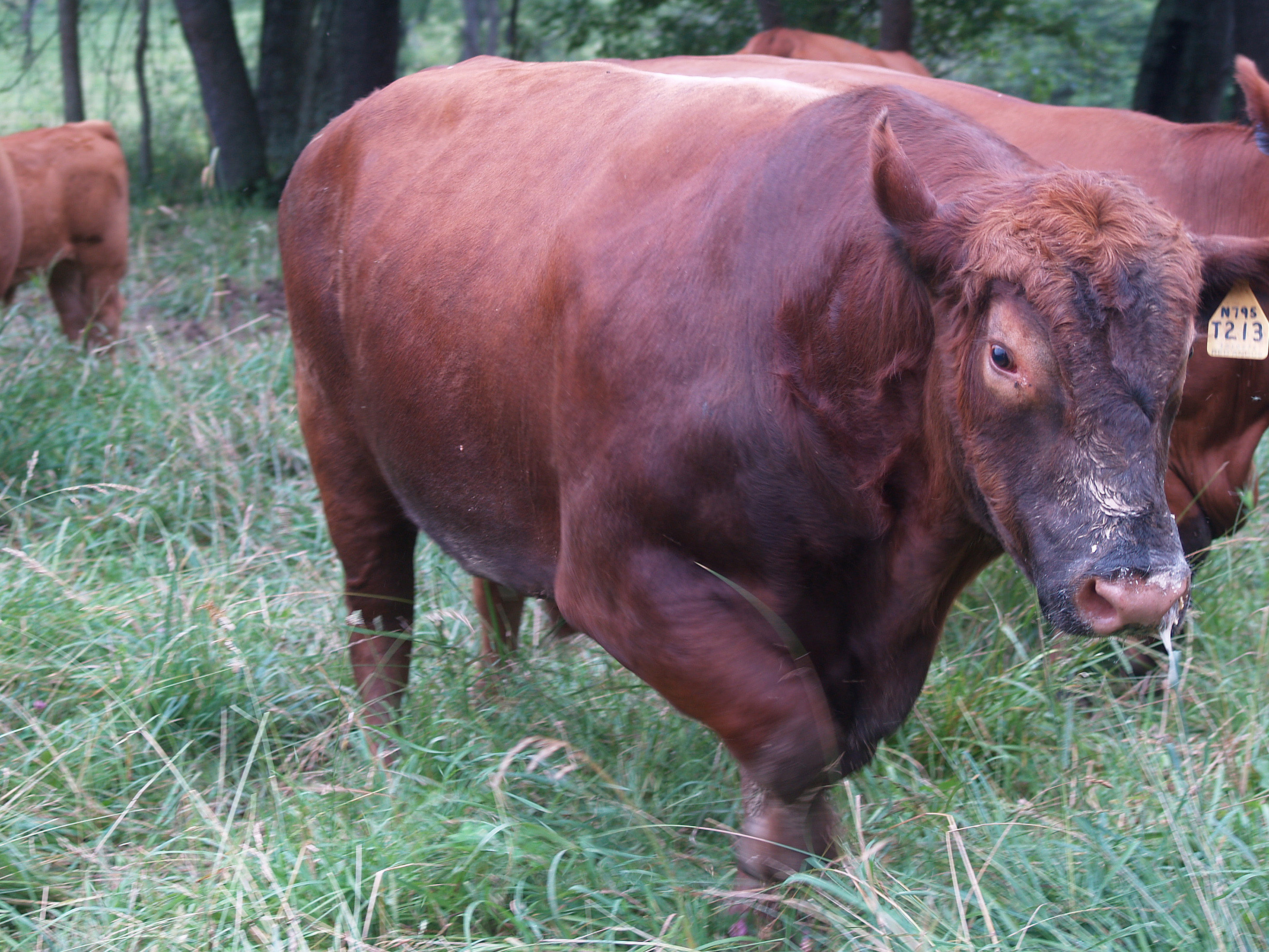 Red bull in pasture
