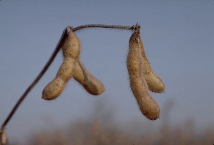 soybean.monsanto