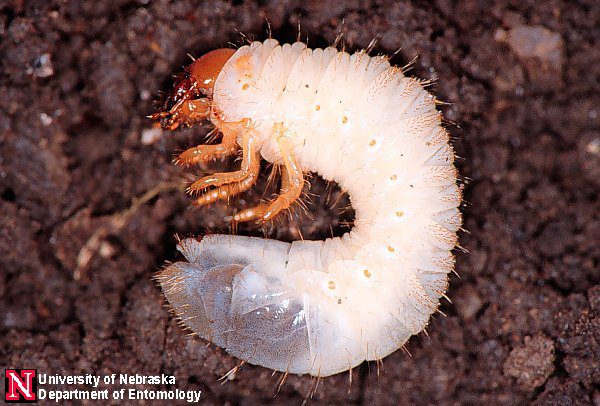 Asiatic-Garden-Beetle-Grub University of Nebraska