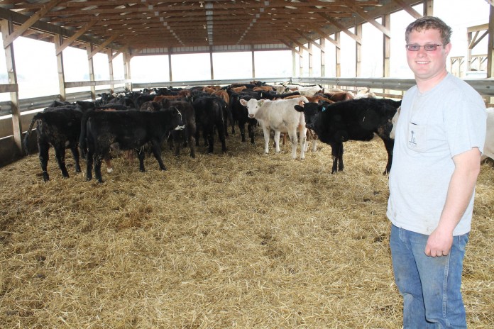 Hoffman.cattle
