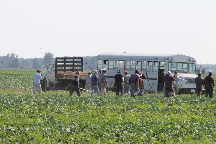 Immigration 4 Immigrants working in field
