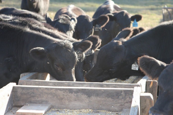 beef calves feeding.JPG