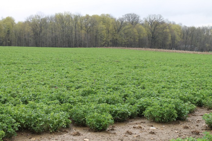 cold.crops