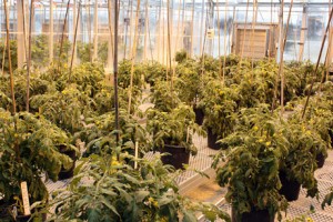 (Photo credit: Stacey Shackford/Cornell) Unique tomato lines with double pest and virus resistance are being developed by Cornell breeder Martha Mutschler-Chu.