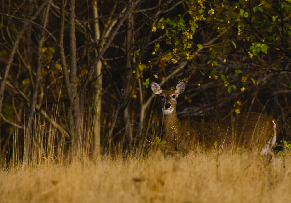 deer photo