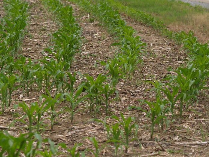no-till corn field no-till corn field